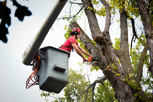 Best Arborist Consultation Services  in Baldn, WI